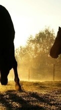 New 1024x600 mobile wallpapers Animals, Horses free download.