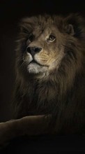 Lions,Animals for Sony Xperia C3