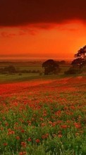 New mobile wallpapers - free download. Poppies,Landscape,Fields,Sunset picture and image for mobile phones.
