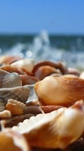 New mobile wallpapers - free download. Sea, Objects, Shells picture and image for mobile phones.