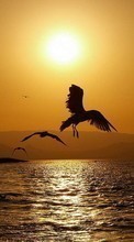 New mobile wallpapers - free download. Sea, Landscape, Birds, Sunset, Animals picture and image for mobile phones.