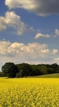New 240x400 mobile wallpapers Landscape, Fields, Sky free download.