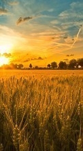 New 540x960 mobile wallpapers Landscape, Sunset, Fields, Sky, Sun, Wheat free download.