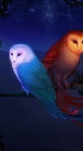 New mobile wallpapers - free download. Night, Pictures, Owl, Animals picture and image for mobile phones.