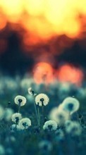 New mobile wallpapers - free download. Dandelions,Landscape,Plants picture and image for mobile phones.