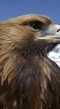 New mobile wallpapers - free download. Animals, Birds, Eagles picture and image for mobile phones.