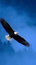 New mobile wallpapers - free download. Eagles, Birds, Animals picture and image for mobile phones.