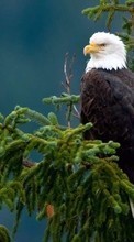 New mobile wallpapers - free download. Eagles,Birds,Animals picture and image for mobile phones.