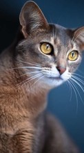 Cats,Animals for Samsung Google Nexus S