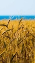 New 480x800 mobile wallpapers Landscape, Fields, Wheat free download.