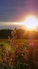 New mobile wallpapers - free download. Landscape, Fields, Sun, Sunset picture and image for mobile phones.