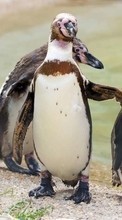 New mobile wallpapers - free download. Pinguins,Birds,Animals picture and image for mobile phones.