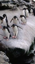 New mobile wallpapers - free download. Animals, Pinguins picture and image for mobile phones.