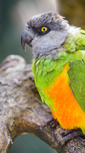 New mobile wallpapers - free download. Parrots picture and image for mobile phones.