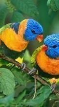 New mobile wallpapers - free download. Parrots, Birds, Animals picture and image for mobile phones.