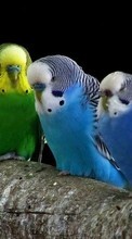 New mobile wallpapers - free download. Parrots, Birds, Animals picture and image for mobile phones.