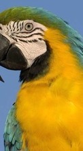 New mobile wallpapers - free download. Parrots,Birds,Animals picture and image for mobile phones.