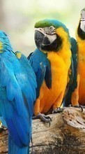 New mobile wallpapers - free download. Parrots,Birds,Animals picture and image for mobile phones.