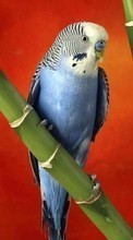 New 320x480 mobile wallpapers Animals, Birds, Parrots free download.