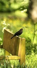 New mobile wallpapers - free download. Birds, Plants, Grass, Animals picture and image for mobile phones.