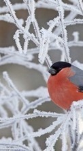 New mobile wallpapers - free download. Birds, Snow, Animals picture and image for mobile phones.