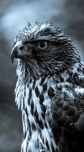 New mobile wallpapers - free download. Animals, Birds, Hawks picture and image for mobile phones.