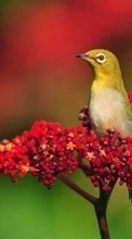 New mobile wallpapers - free download. Birds, Animals picture and image for mobile phones.