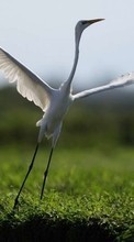 New mobile wallpapers - free download. Birds, Animals, Cranes picture and image for mobile phones.
