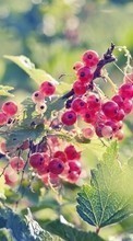 New mobile wallpapers - free download. Plants, Currant, Bush picture and image for mobile phones.