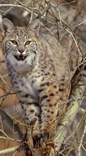 New 240x320 mobile wallpapers Animals, Bobcats free download.