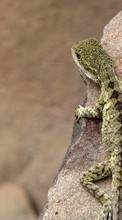 New mobile wallpapers - free download. Lizards, Animals picture and image for mobile phones.