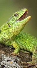 New mobile wallpapers - free download. Lizards,Animals picture and image for mobile phones.