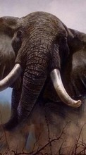 Elephants,Animals for Motorola Atrix 2
