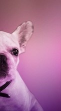 Animals, Dogs for Oppo Find X2 Pro