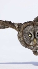 New mobile wallpapers - free download. Owl, Animals picture and image for mobile phones.