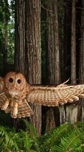 New mobile wallpapers - free download. Owl,Animals picture and image for mobile phones.
