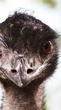 New mobile wallpapers - free download. Animals, Ostrich picture and image for mobile phones.