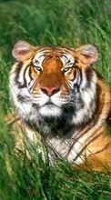 New 320x480 mobile wallpapers Animals, Grass, Tigers free download.