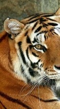 New mobile wallpapers - free download. Tigers,Animals picture and image for mobile phones.