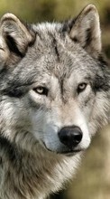 New 1024x768 mobile wallpapers Wolfs, Animals free download.