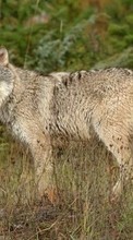 New mobile wallpapers - free download. Wolfs,Animals picture and image for mobile phones.