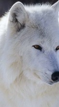 Wolfs,Animals for Motorola Atrix 2