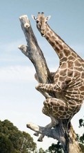 New mobile wallpapers - free download. Funny,Giraffes,Animals picture and image for mobile phones.