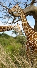 New mobile wallpapers - free download. Giraffes,Animals picture and image for mobile phones.