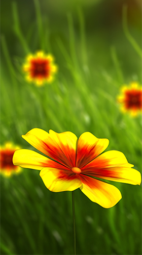 Download Flower 360 3D free Flowers livewallpaper for Android phone and tablet.