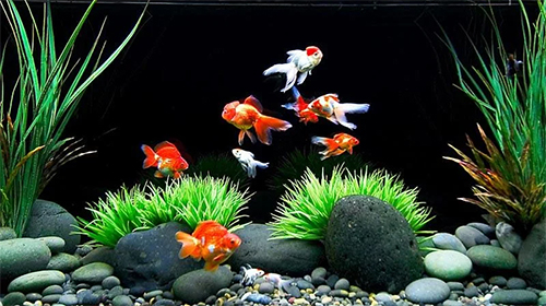 Download livewallpaper Goldfish for Android.