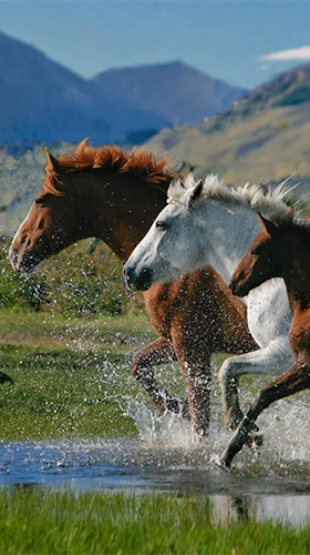 Download livewallpaper Horses by Pro Live Wallpapers for Android.