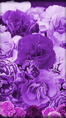 Download livewallpaper Purple flowers for Android.