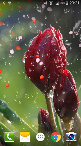 Download livewallpaper Rose: Raindrop for Android.