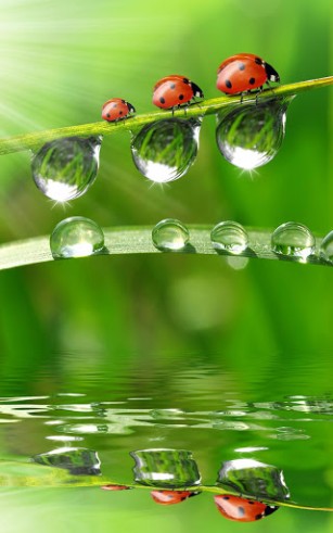 Download livewallpaper Dew drops for Android.